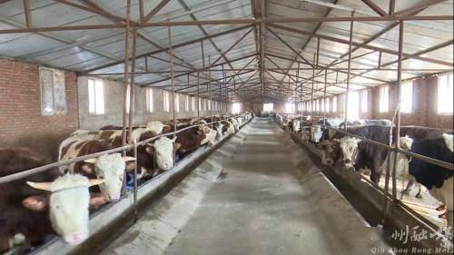 秦州 备饲料、固圈舍，多措并举保障畜牧养殖场安全越冬