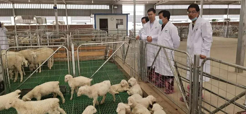 深化教研企协同，共拓畜牧发展新局——党委书记杨孝列带队赴甘肃中盛农牧集团开展考察交流
