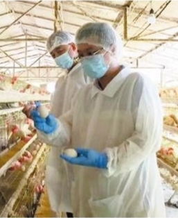 中草药与益生菌注入 保亭蛋鸡饲养产业焕发新生机
